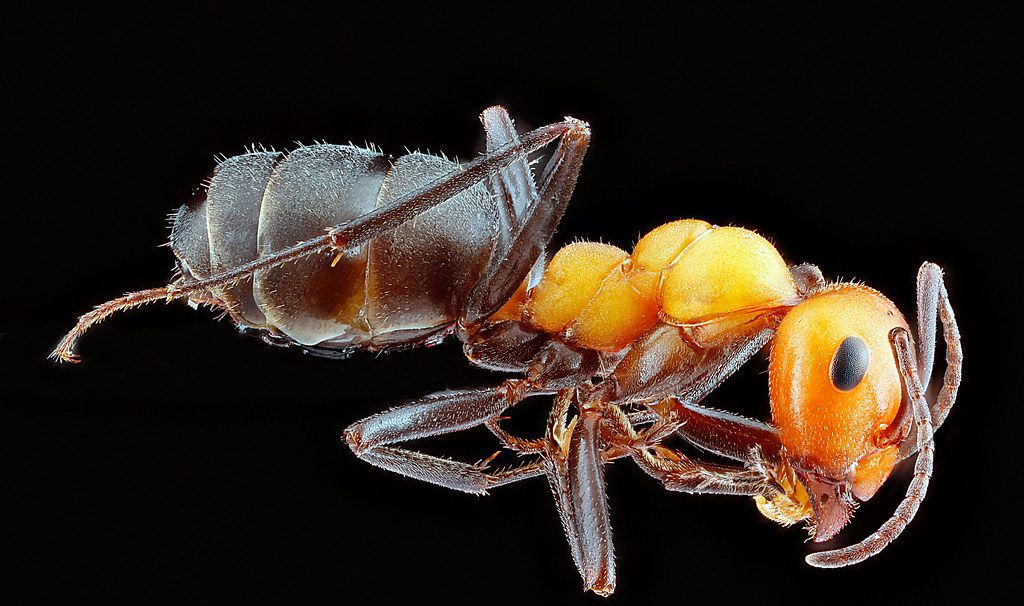 Ant Control service in Cypress, CA