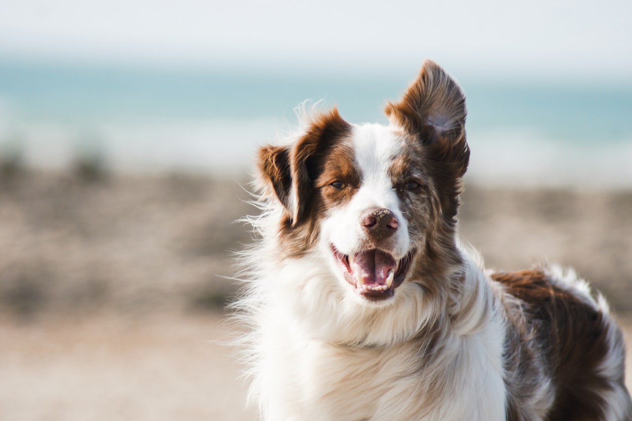 Flea & Tick Control service in Cypress, CA