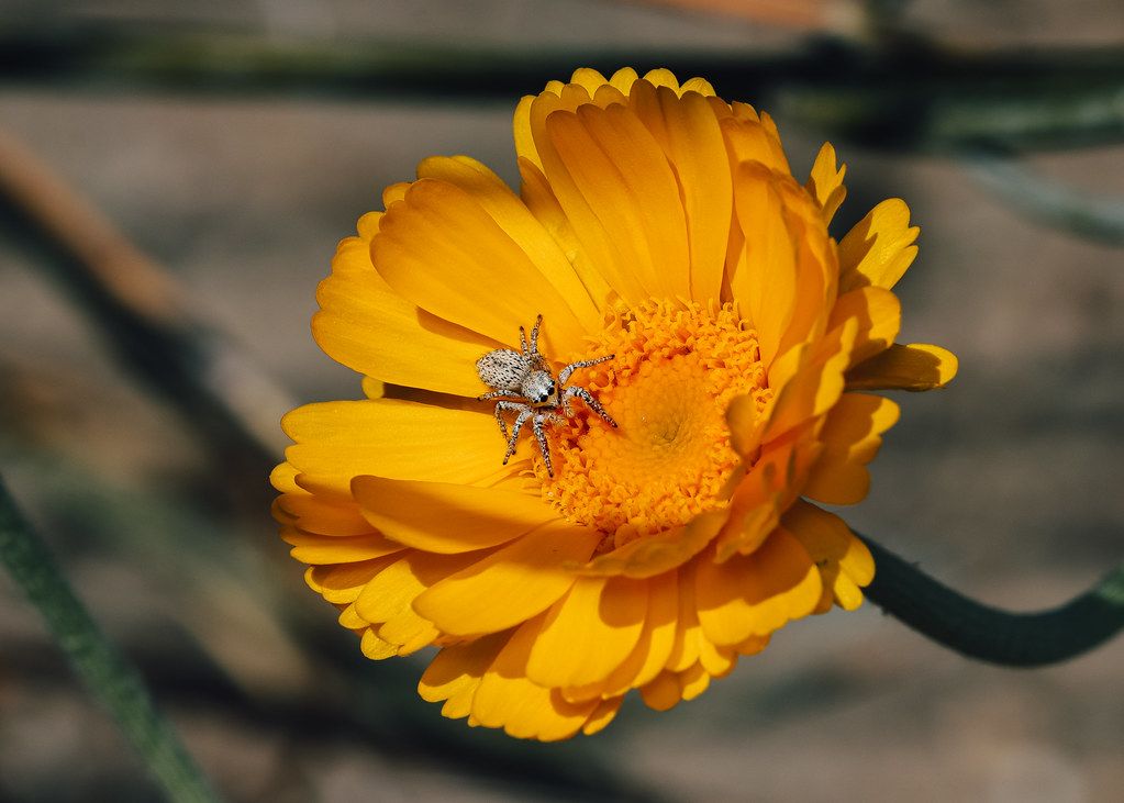 Spider Control service in Cypress, CA